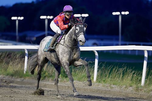 Electra Blue ©hesteguiden.com Electra Blue_1.jpg