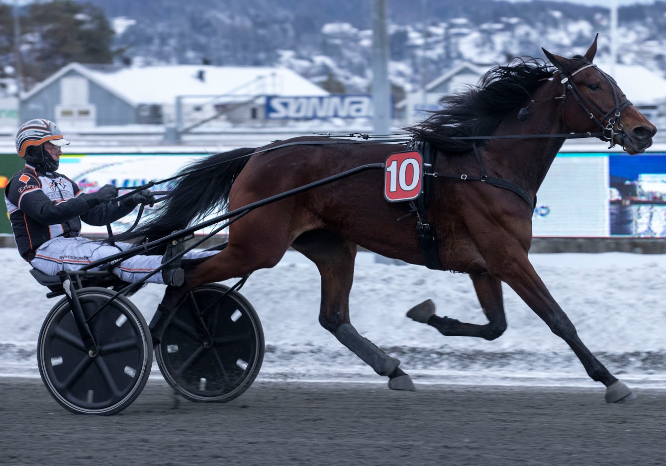 Secret Snap tok tre første- og en annenplass i Vinterserien V75-kvalififseringene. Foto: hesteguiden.com