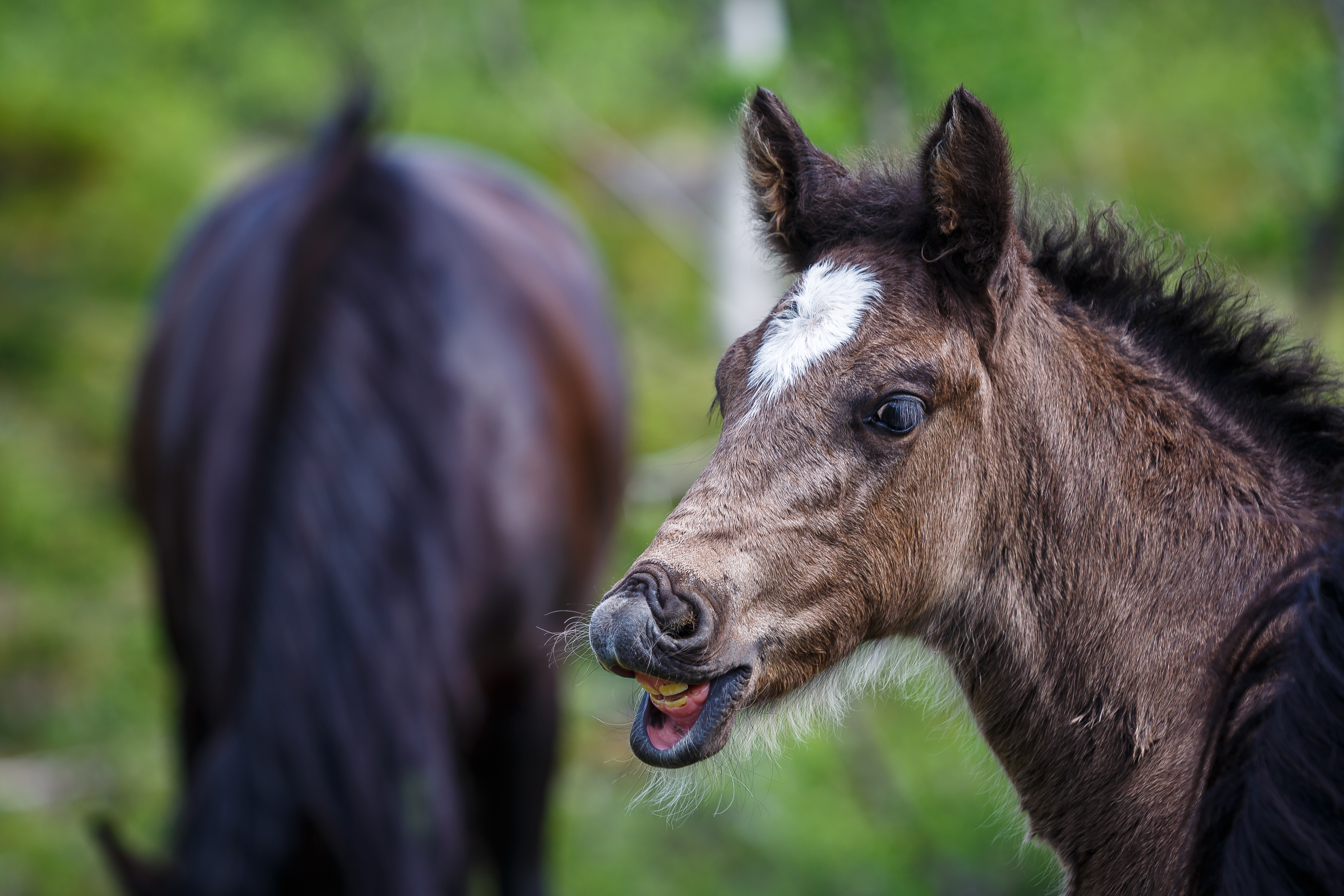 DNT har ledig en 50 % stilling som avlsressurs.  Foto: Eirik Stenhaug 